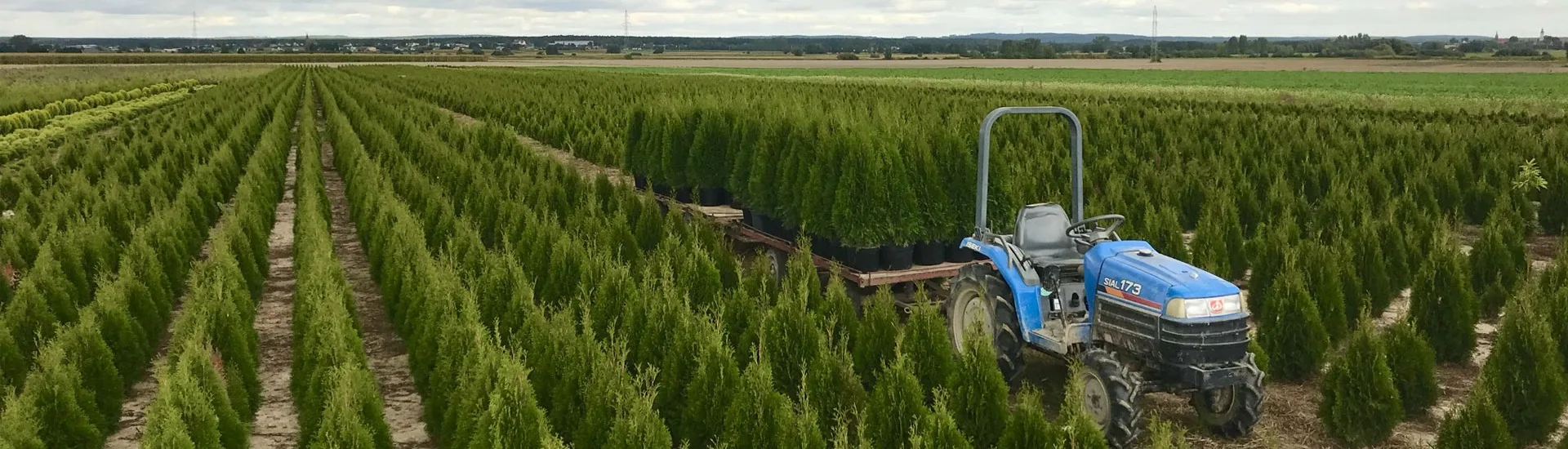 Вид с питомника Марцинкув 1