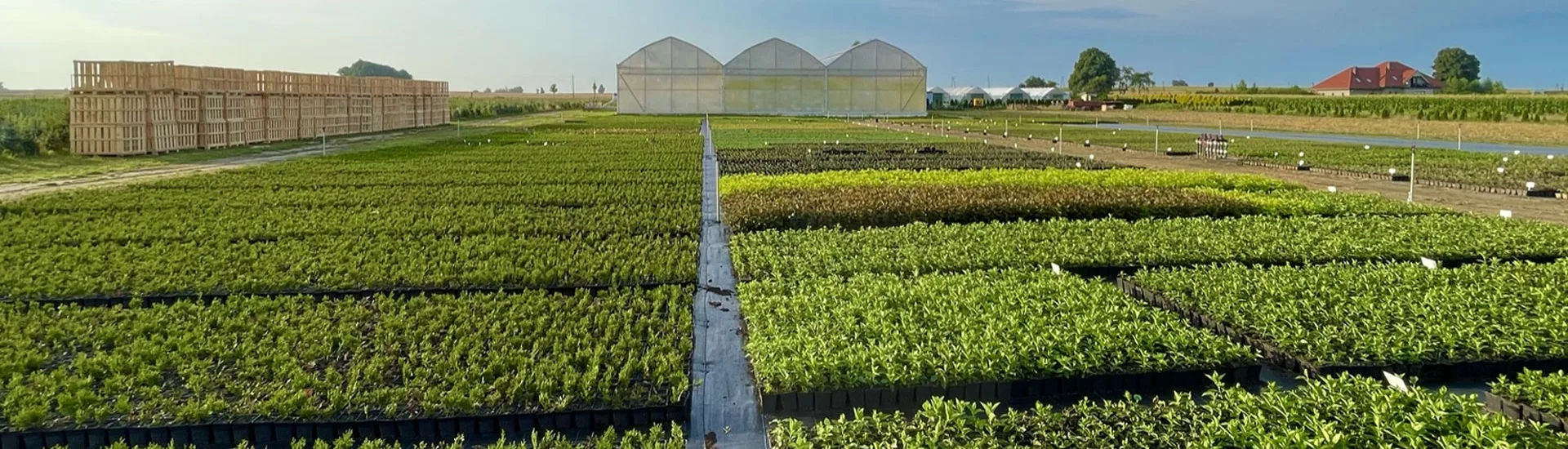 Вид с питомника Марцинкув 2