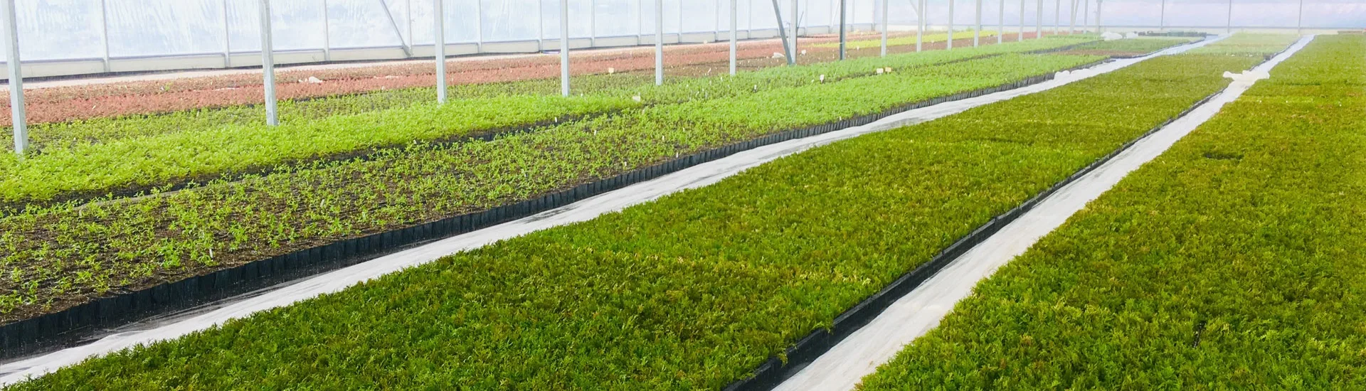 Вид из питомника Марцинкув 3