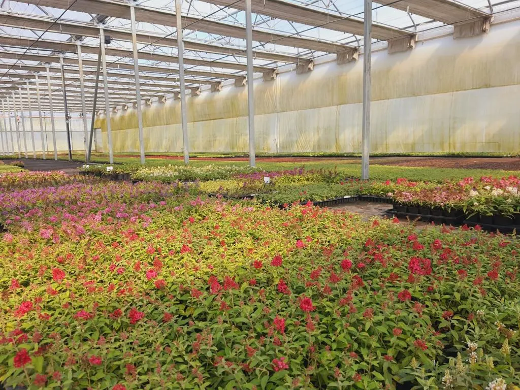 Вид из питомника Марцинкув 1