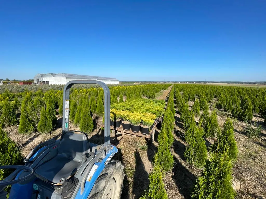 Вид из питомника Марцинкув 2