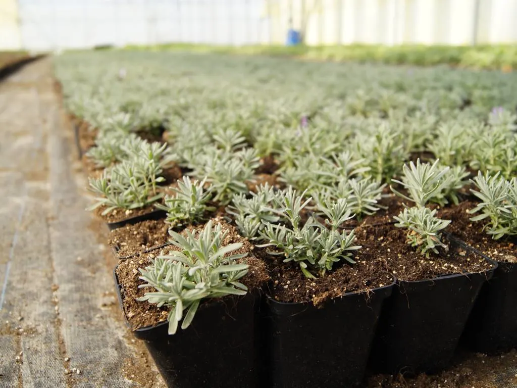 Вид из питомника Marcinców 3