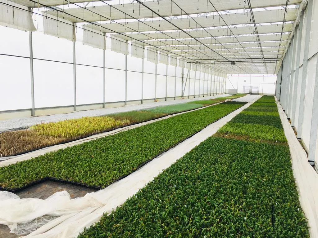 Вид из питомника Марцинкув 4