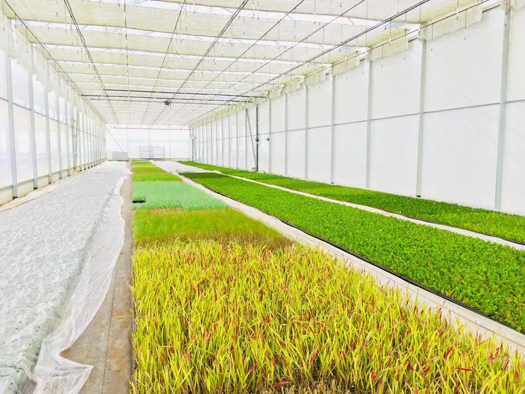 Вид из питомника Marcinków 5