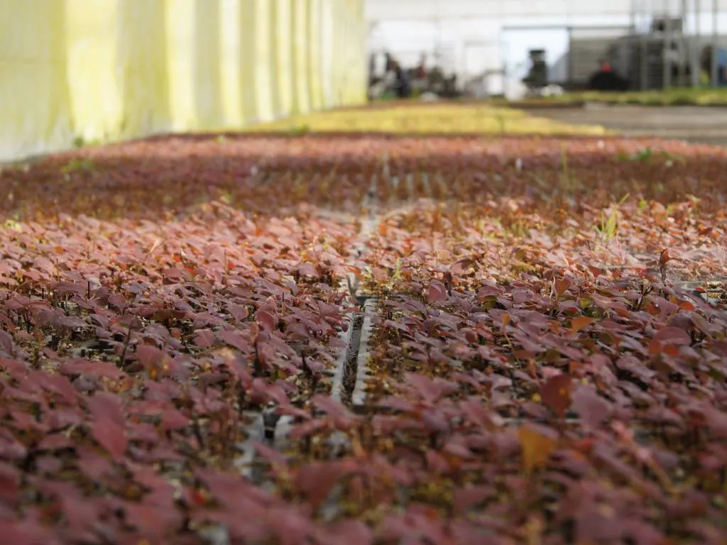 Вид из питомника Марцинкув 7