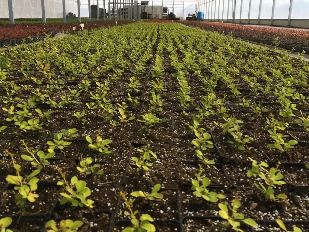 Вид из питомника Marcinków 8