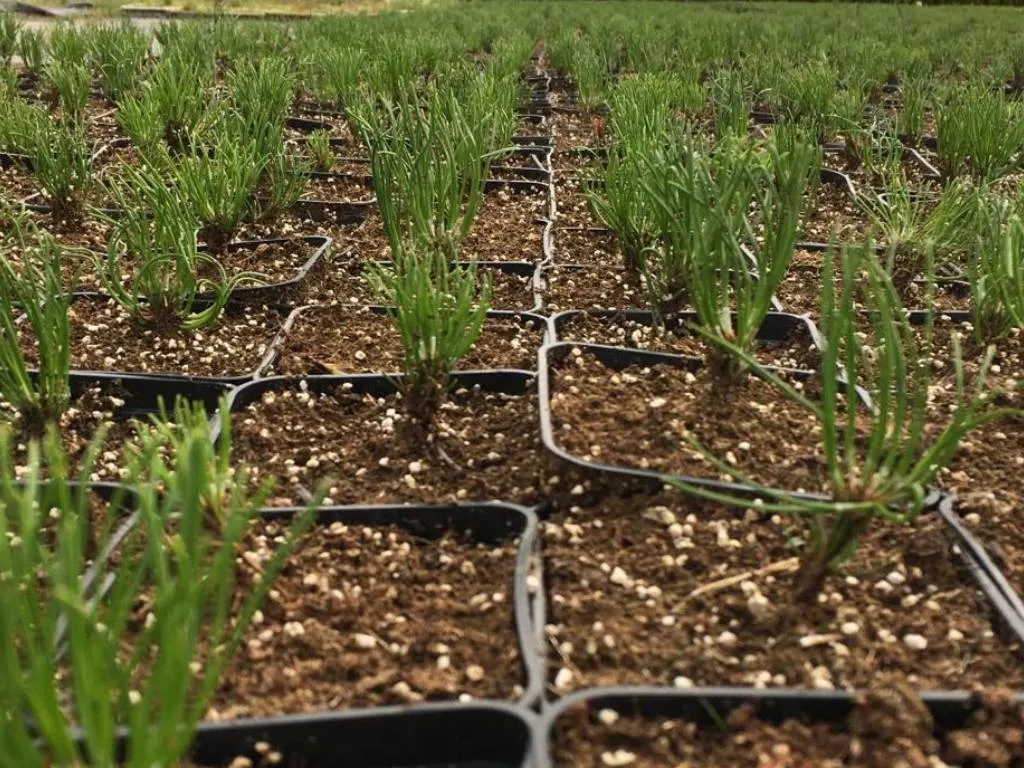 Вид из питомника Марцинкув 9