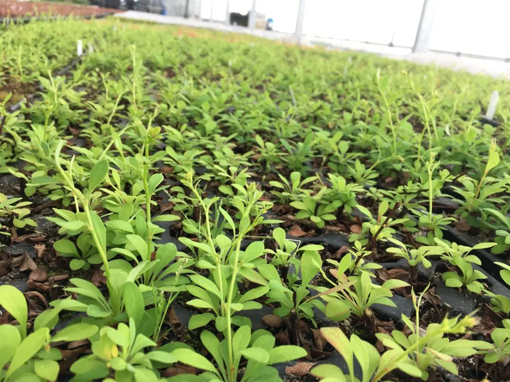 Вид из питомника Marcinków 10