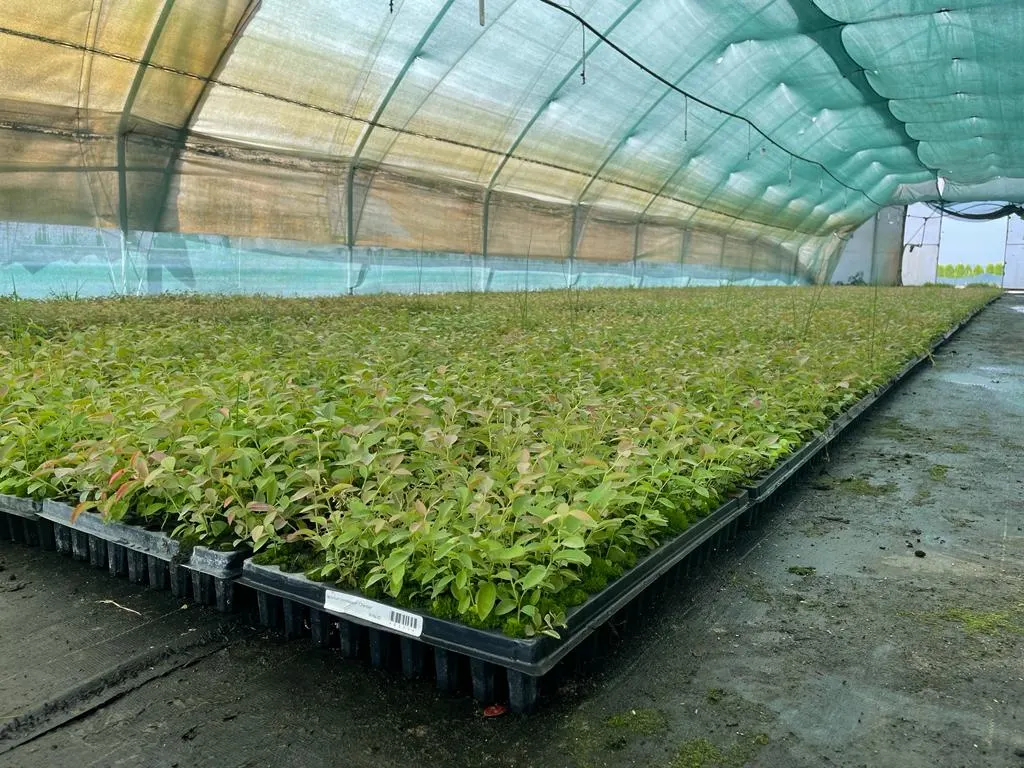 Вид из питомника Марцинкув 12